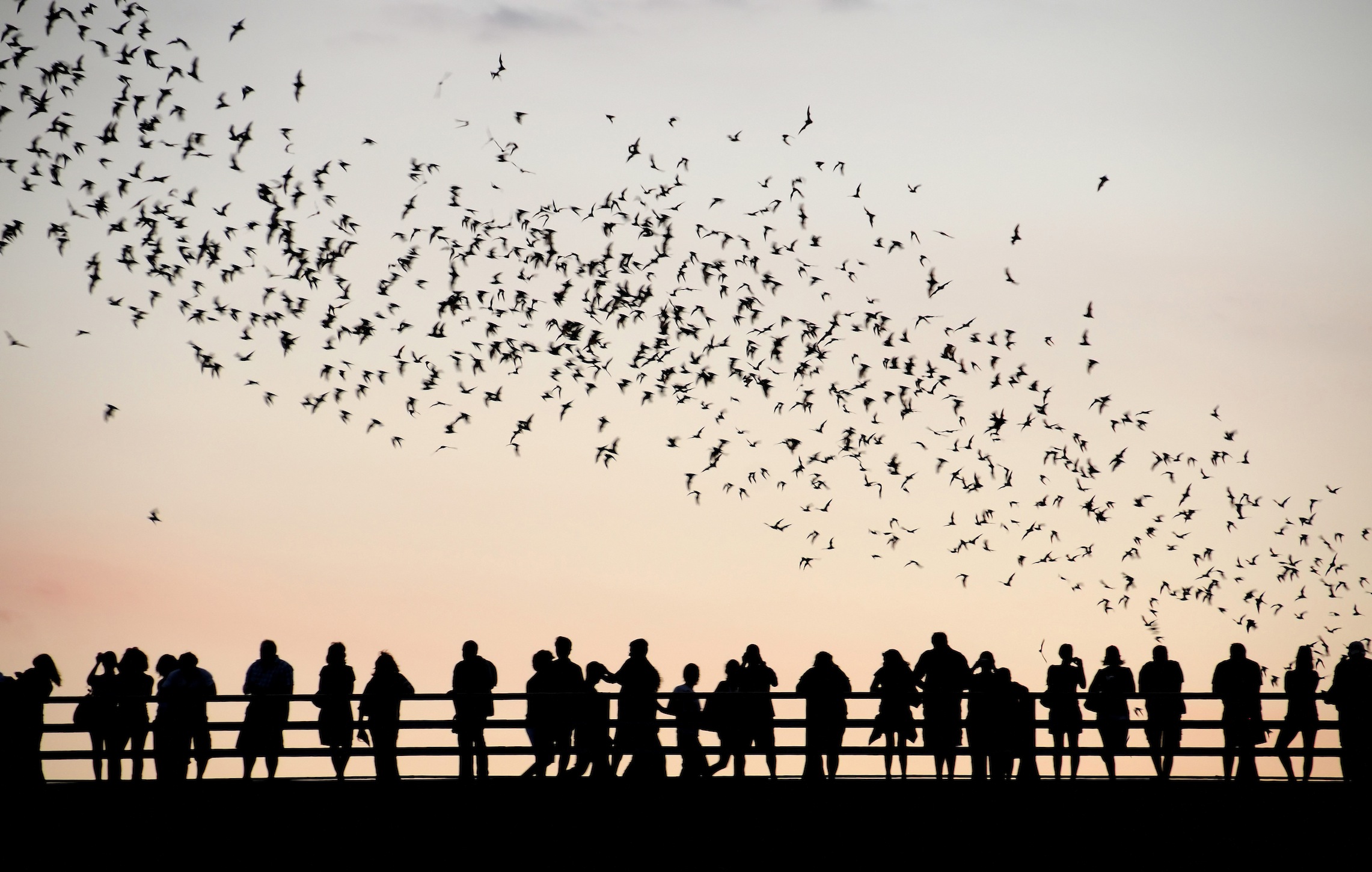 Vogels En Mensen Fotobehang - Gelijmde