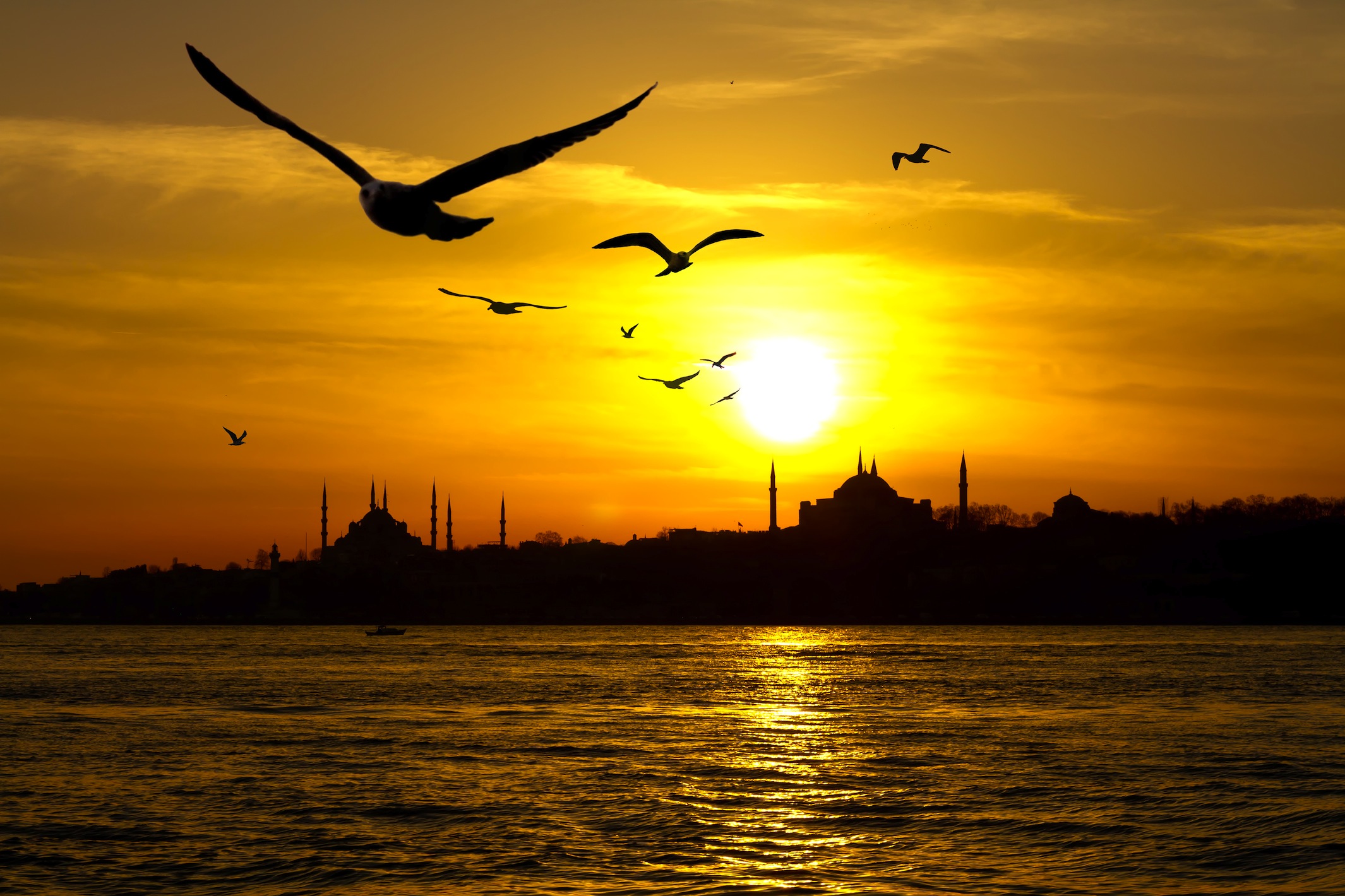 Meeuwen Van Istanbul Behang 3D