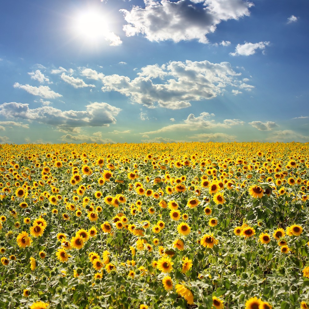 Zonnebloem Landschap Poster