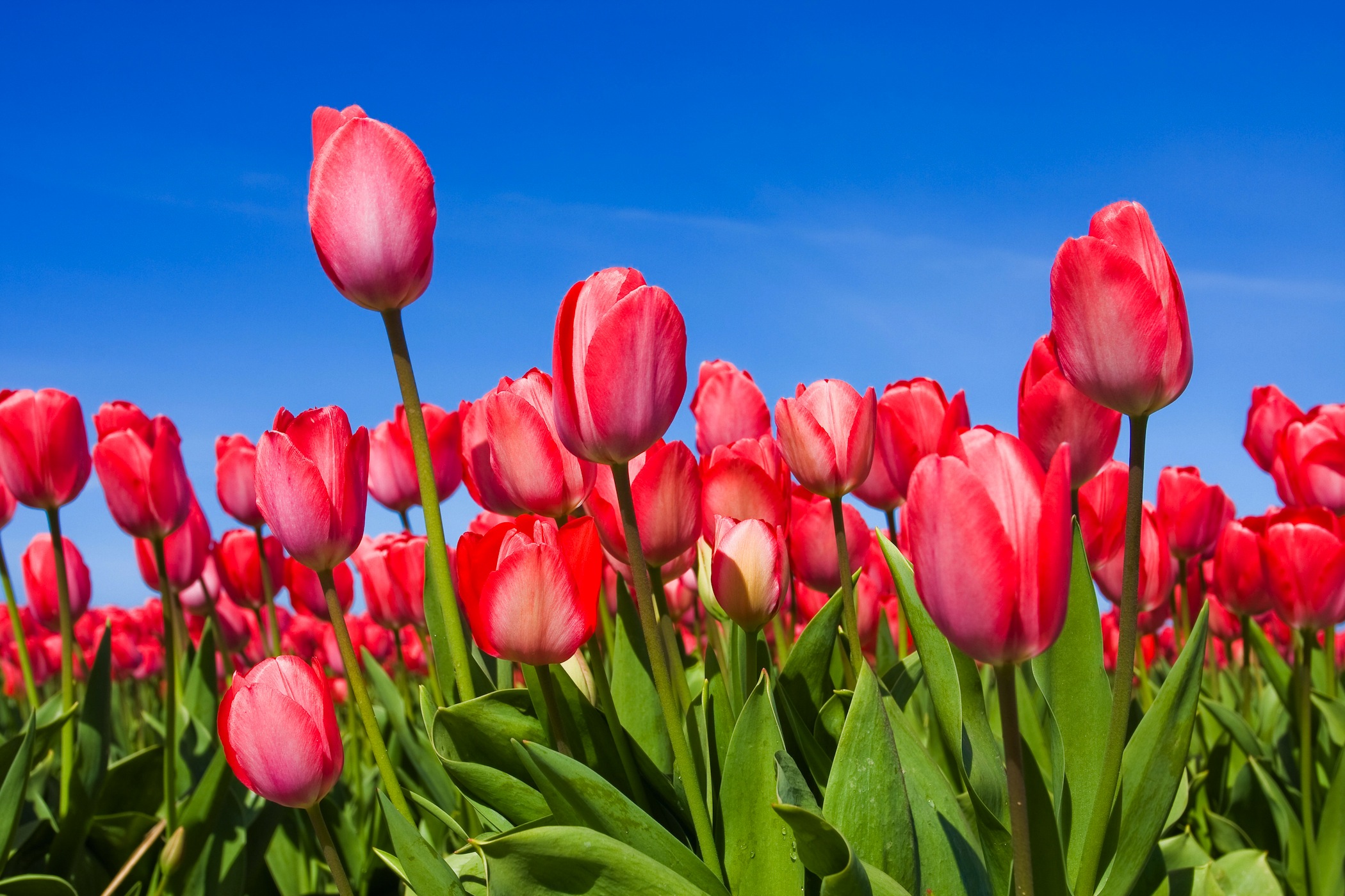 Roze Tulpen Fotobehang - Gelijmde