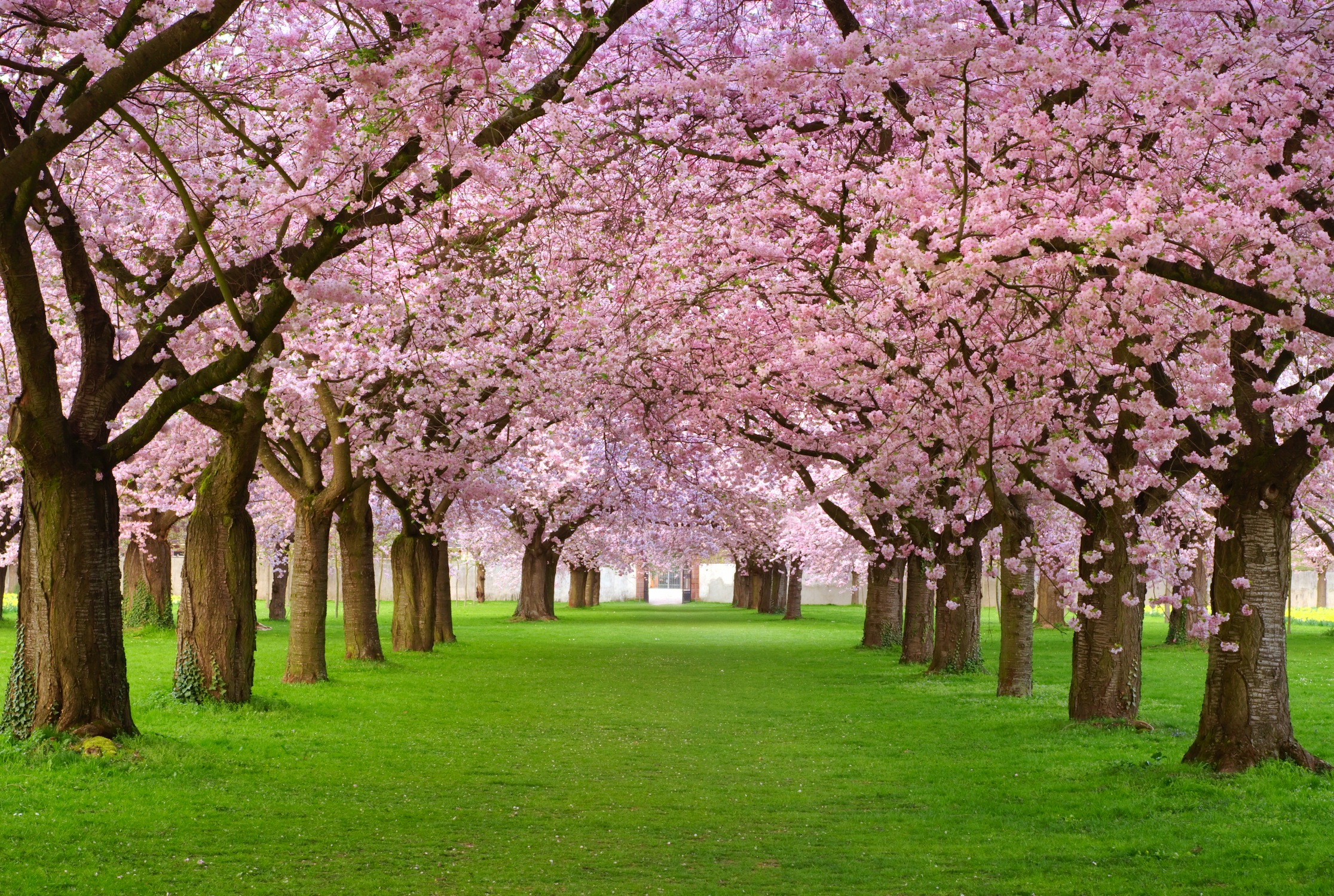 Bloeiende Bomen - Fotobehang