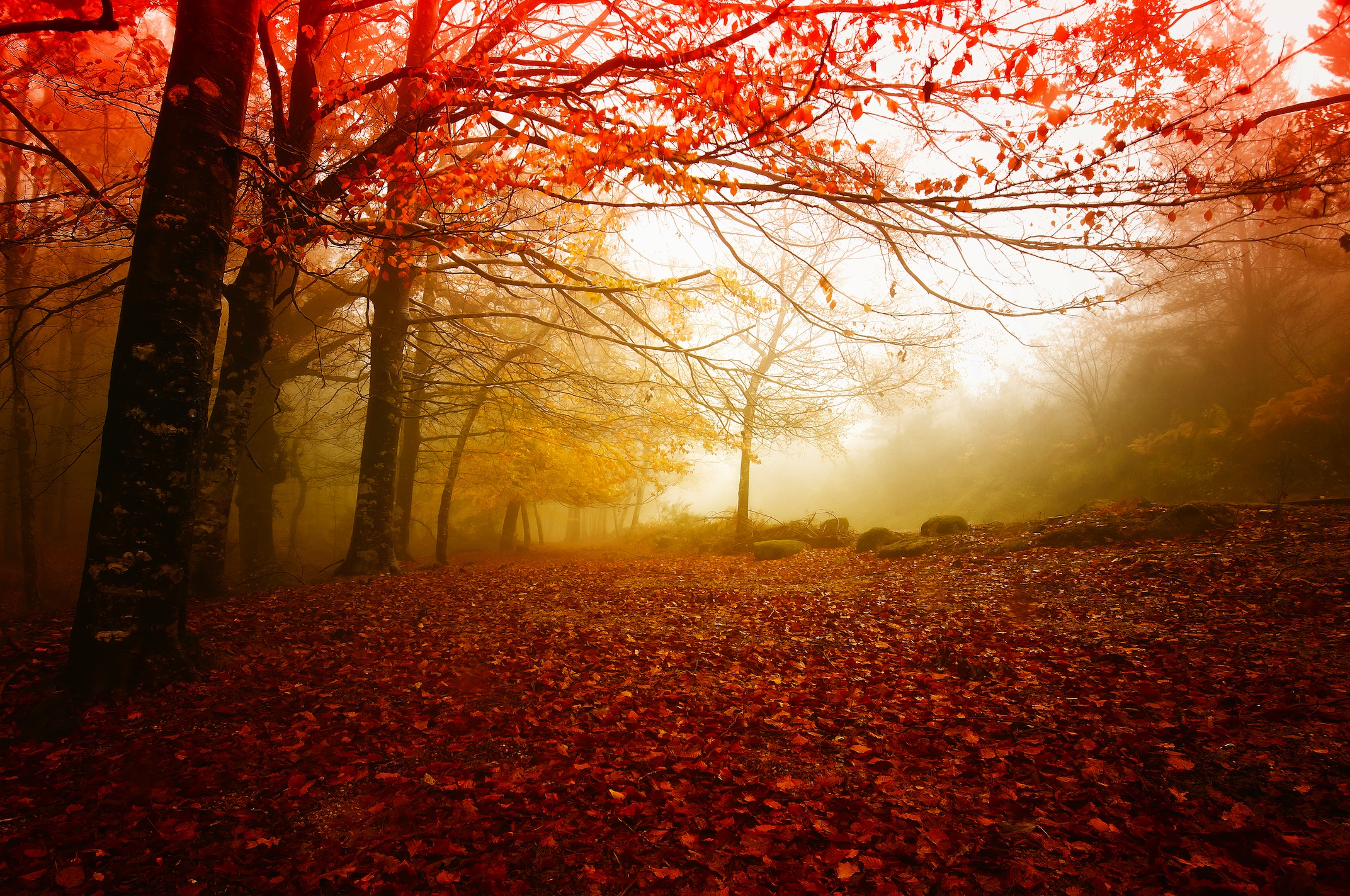 Rode Herfst Poster - Gelijmde