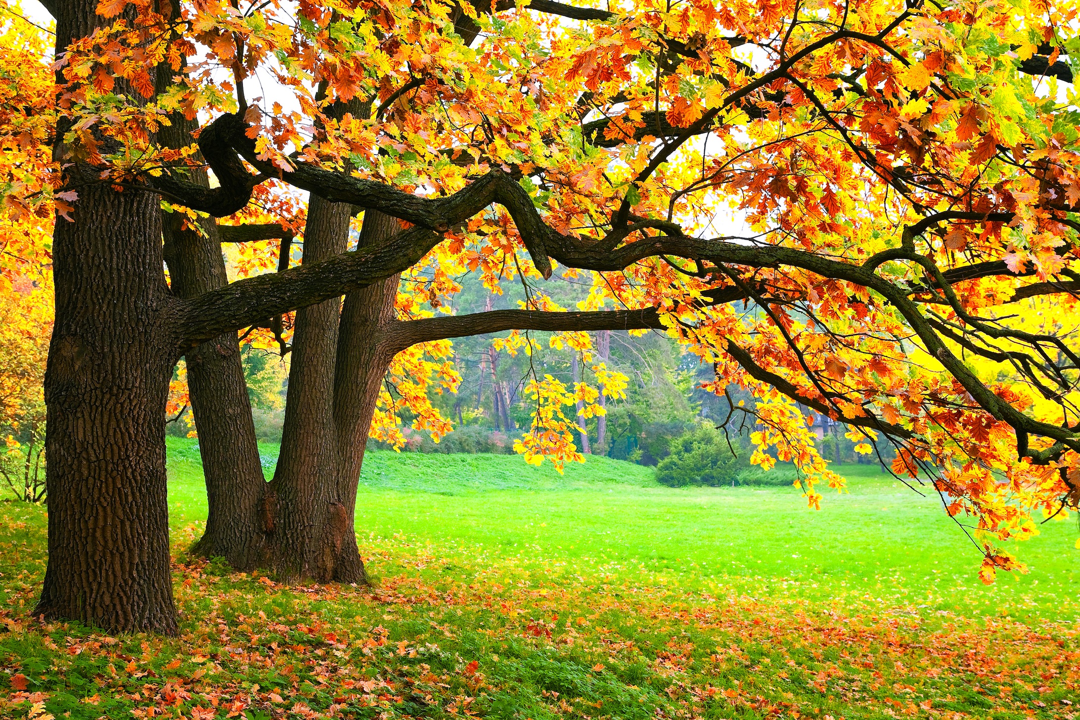 Schoonheid Van De Herfst Fotobehang 3D - Gelijmde