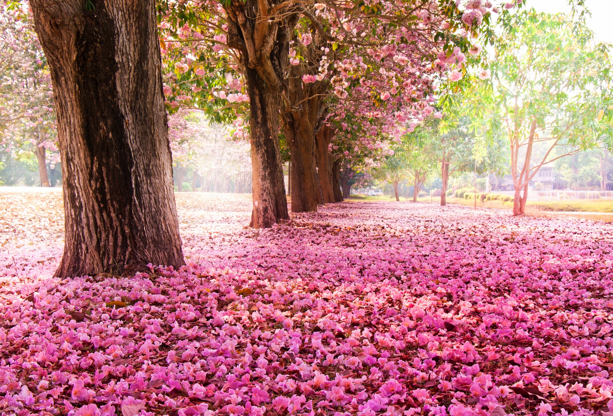 Kersenbloesems Behang