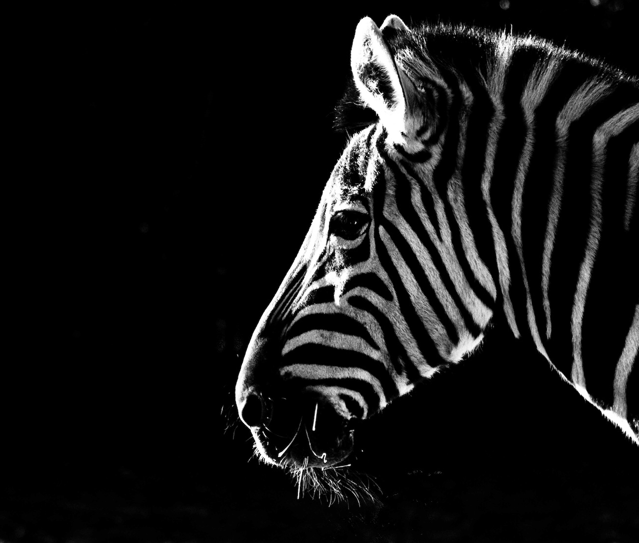 Zebra Behang 3D - Gelijmde