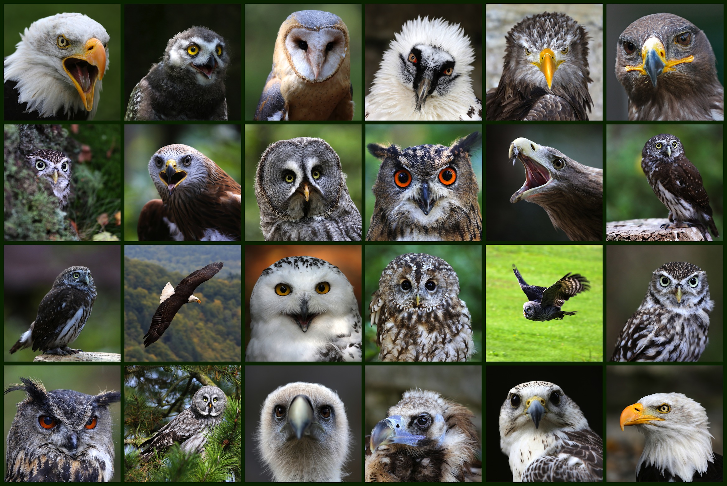 Taal Van De Vogels Fotobehang