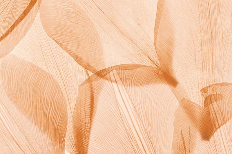 Fluisterende Bloemblaadjes Abstracte Kunst wallpaper mural