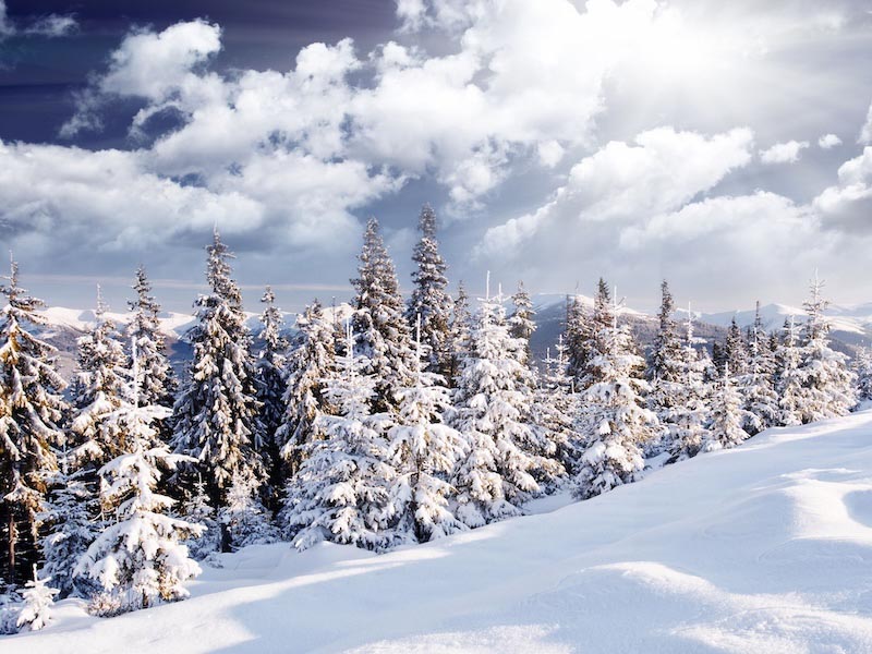 Winter Sneeuw wallpaper mural