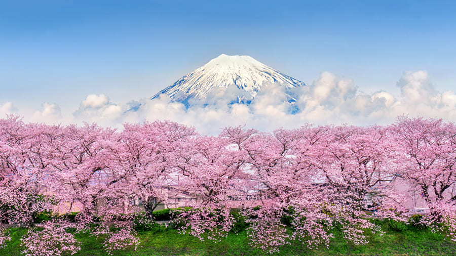 Berg Fuji Kersenbloesem wallpaper mural