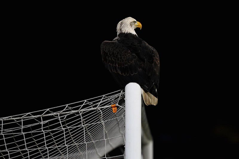 Landing van de Adelaar wallpaper mural