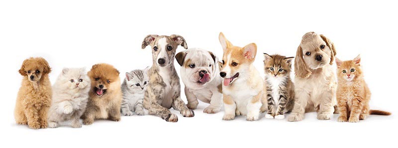 Honden en Katten wallpaper mural