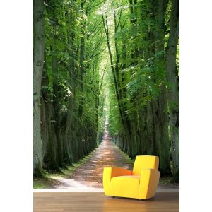 Pad in het Geheime Bos