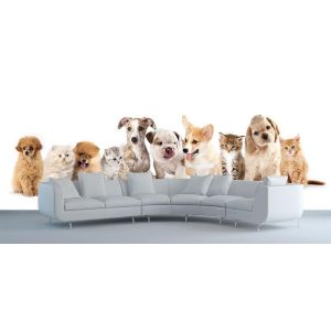 Honden en Katten